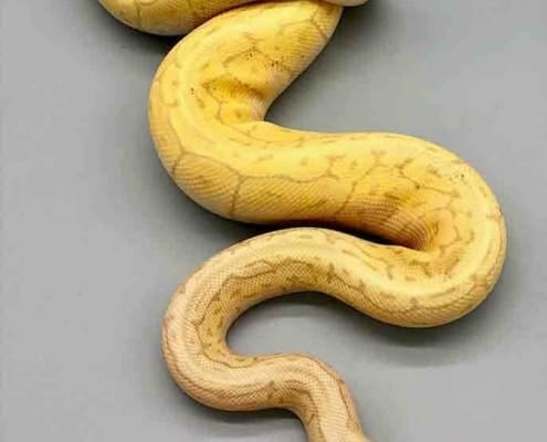 banana lemonblast ball pythons