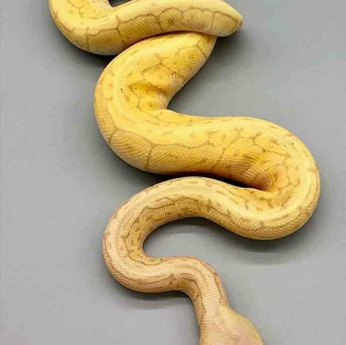 lemon blast ball python lemon blast ball python