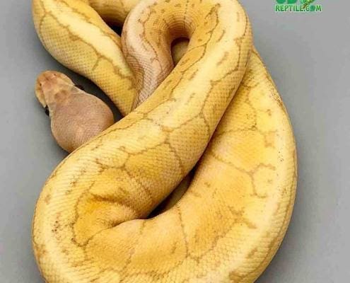 banana lemon blast ball python for sale