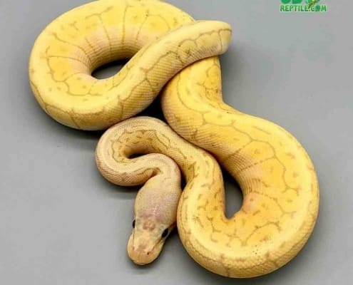 banana lemonblast ball python for sale