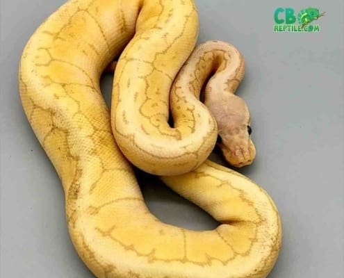 lemon blast ball python for sale