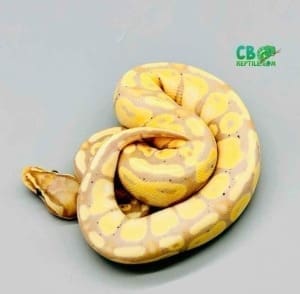 banana pastel ball python breeders