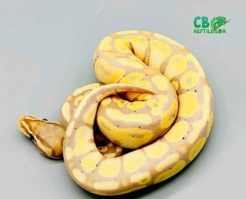 banana pastel ball python breeders