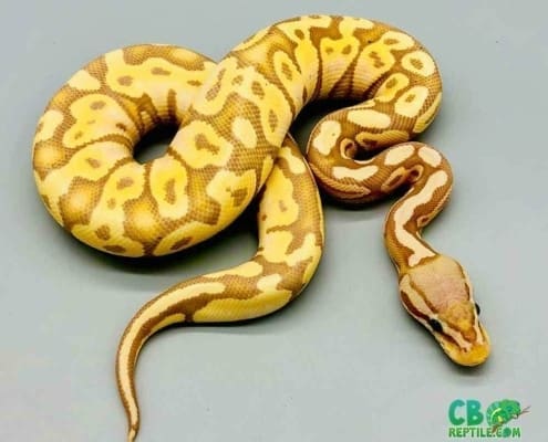 banana pastel python for sale