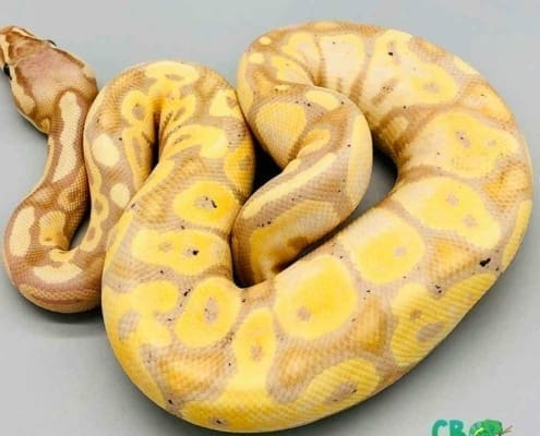 banana pastel ball python