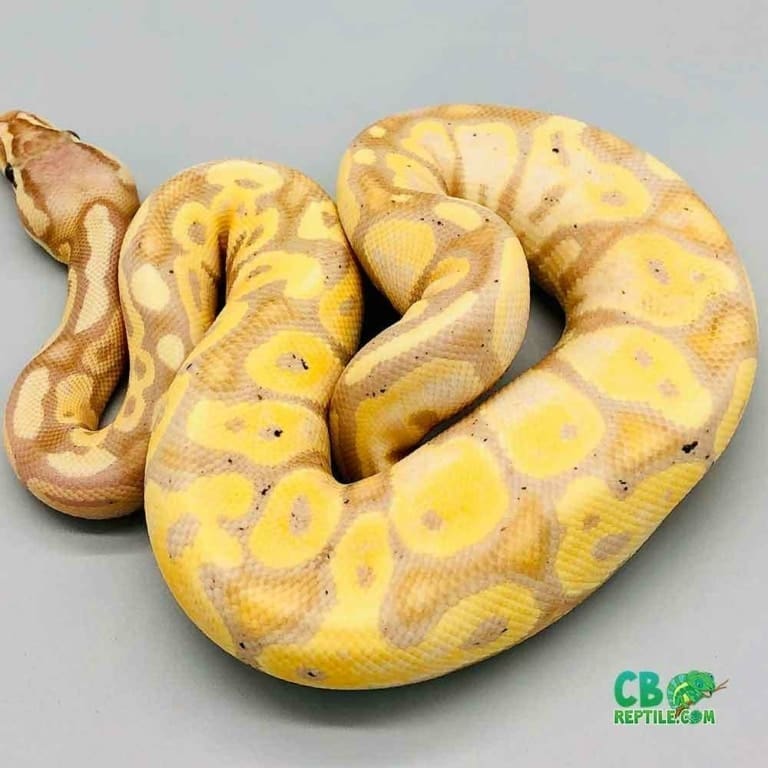 banana pastel ball python for sale banana pastel ball pythons for sale