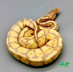 ball python for sale cheap