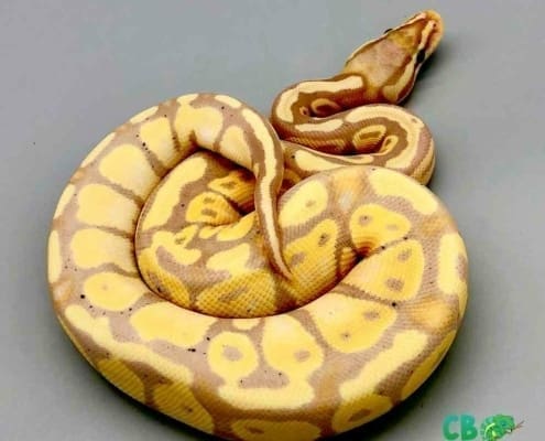 ball python for sale cheap