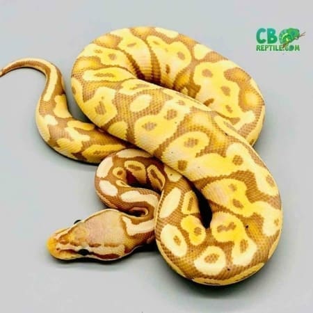 banana pastel ball python for sale | banana pastel ball pythons for sale