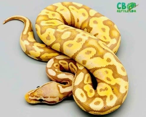 banana pastel ball python for price