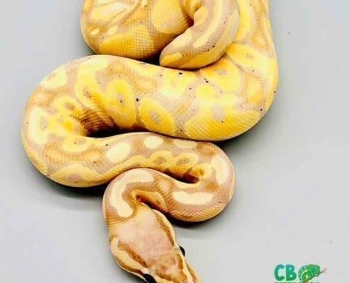 banana pastel ball python for sale