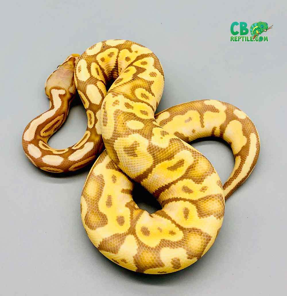 Pastel Banana Ball Python