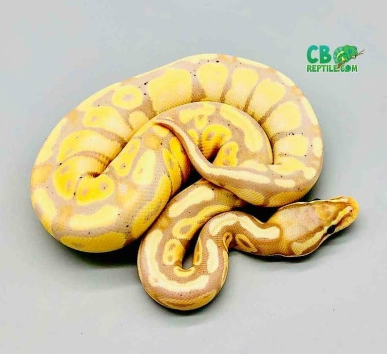 banana pastel ball python for sale banana pastel python morph
