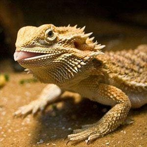 bearded dragons for sale