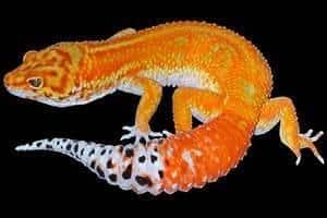 blood leopard gecko