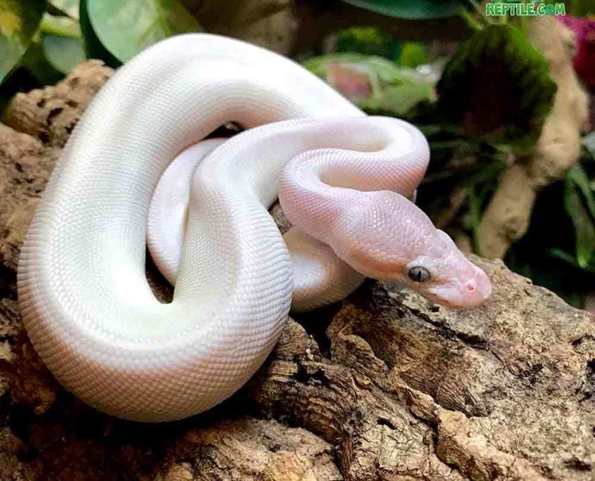 blue eyed leucistic ball python for sale blue eye lucy ball pythons for