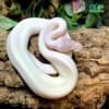 blue eyed leucistic ball python for sale