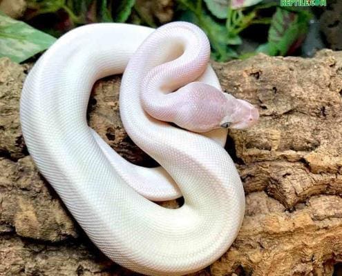 blue eyed leucistic ball python for sale