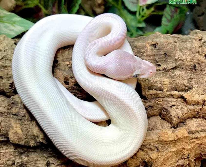 blue eyed leucistic ball python for sale blue eye lucy ball pythons for sale
