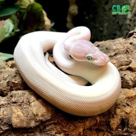 blue eyed lucy for sale
