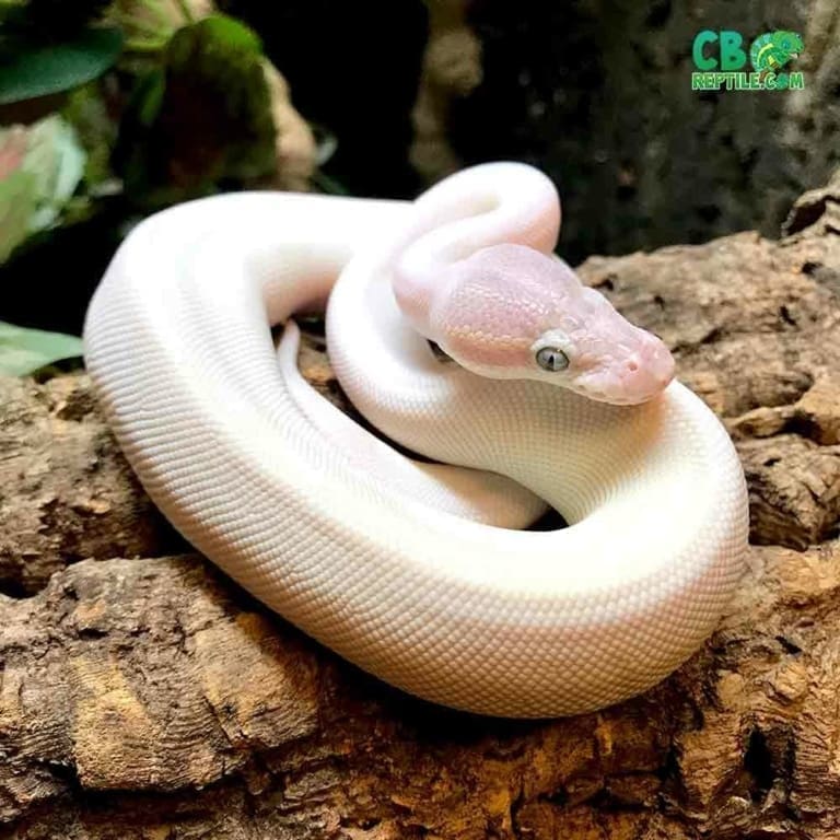 blue eyed leucistic ball python for sale blue eye lucy ball for sale