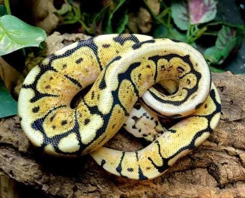 bumblebee ball python