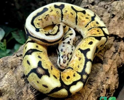 bumblebee ball python for sale