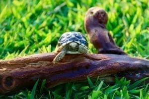 burmese star tortoise