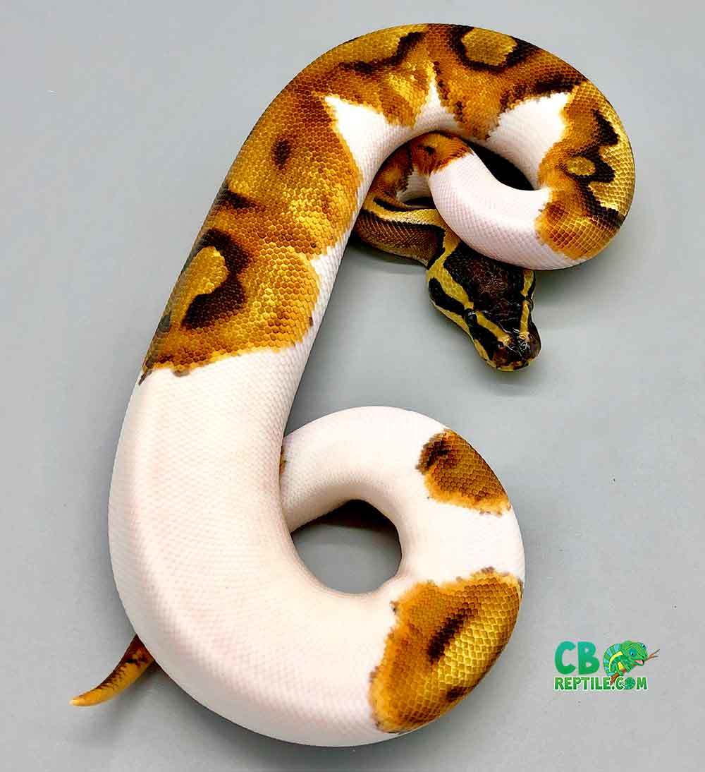 Piebald Python for sale online baby pie bald ball pythons for sale near me