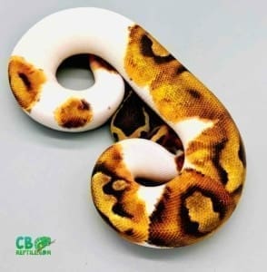 enchi pie ball pythons for sale