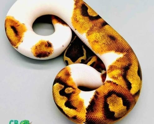 enchi pie ball pythons for sale