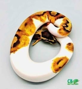 enchi pied ball pythons for sale