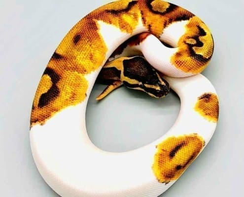 enchi pied ball pythons for sale