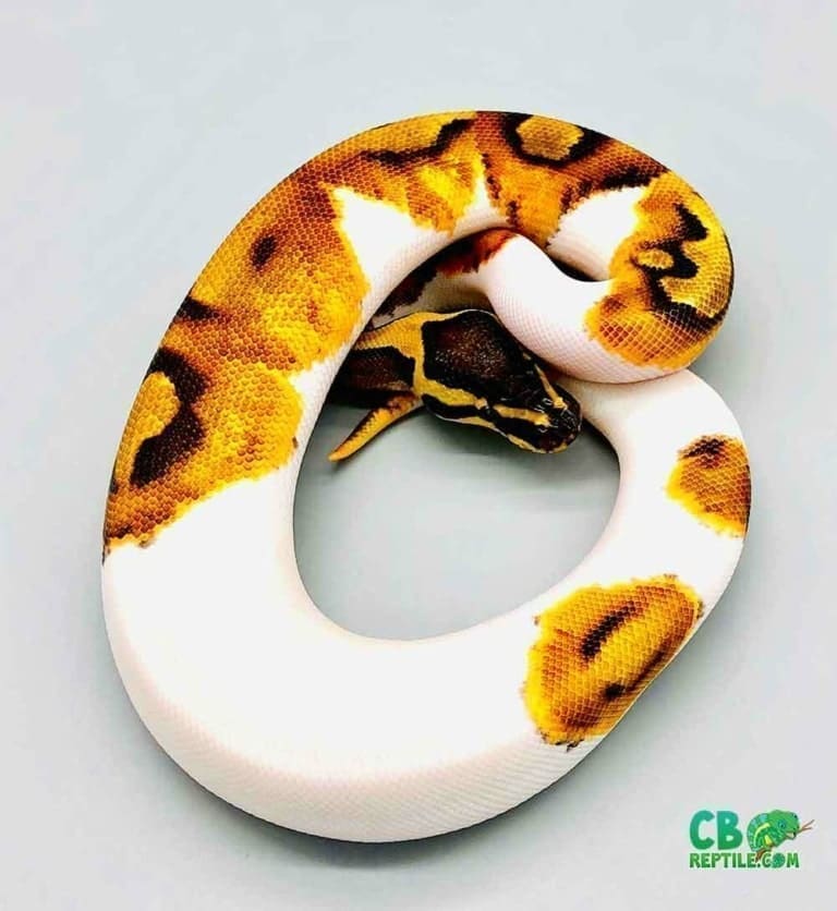 Piebald Python for sale online baby pie bald ball pythons for sale near me