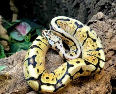 ghi bumblebee ball python for sale