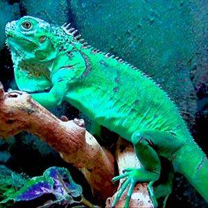 iguanas for sale