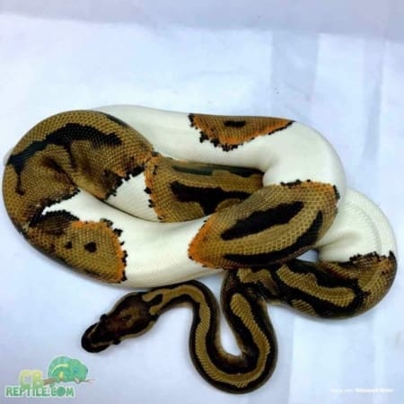 juvenile female ball python for sale