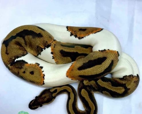 juvenile female ball python for sale