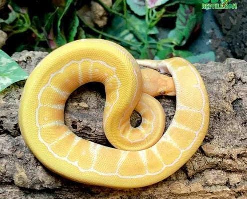 lavender albino pinstripe ball pythons