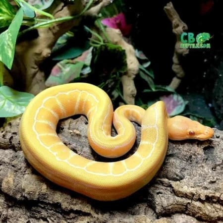 lavender albino pinstripe ball python