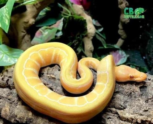 lavender albino pinstripe ball python