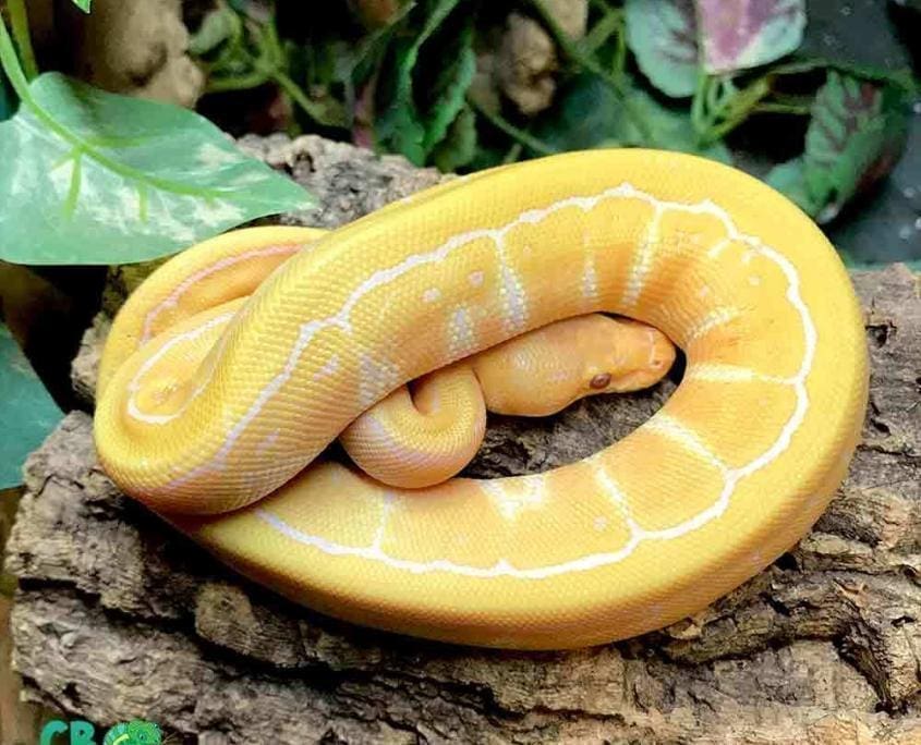 lavender albino pinstripe ball python for sale ball python morphs for