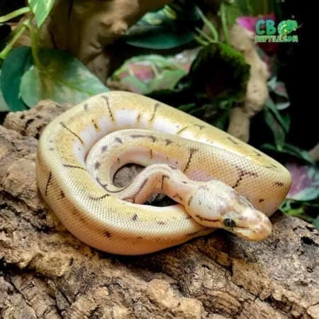 orange dream spinner blast ball python