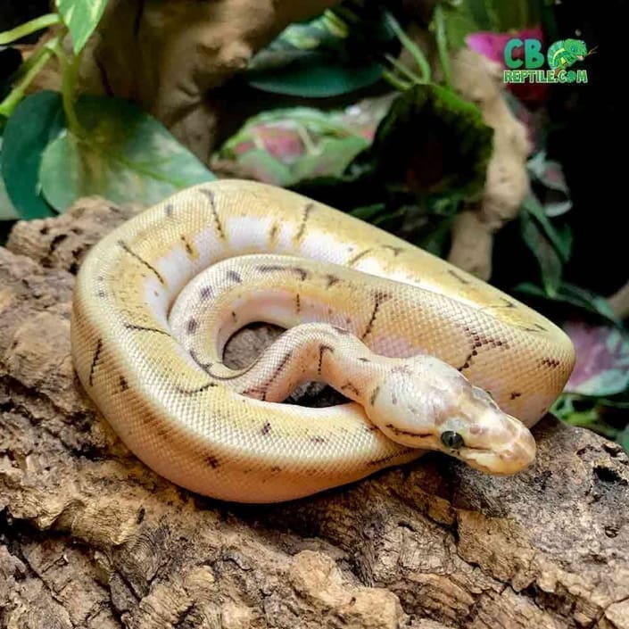 Candy ball python for sale | from best ball python breeders online
