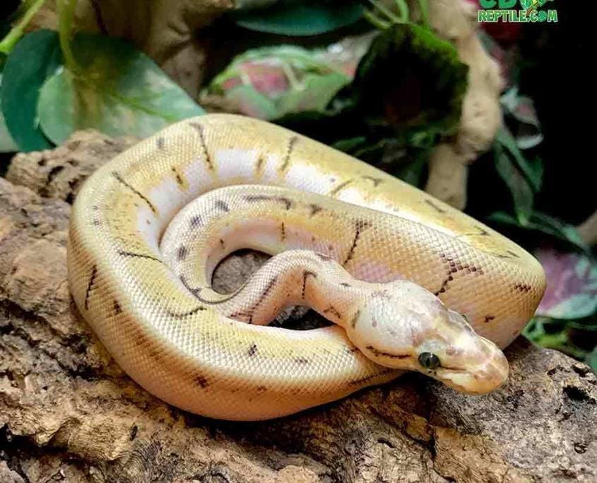 orange dream spinner blast ball python