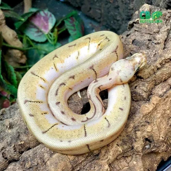 orange dream spinner blast ball python for sale ball python morphs