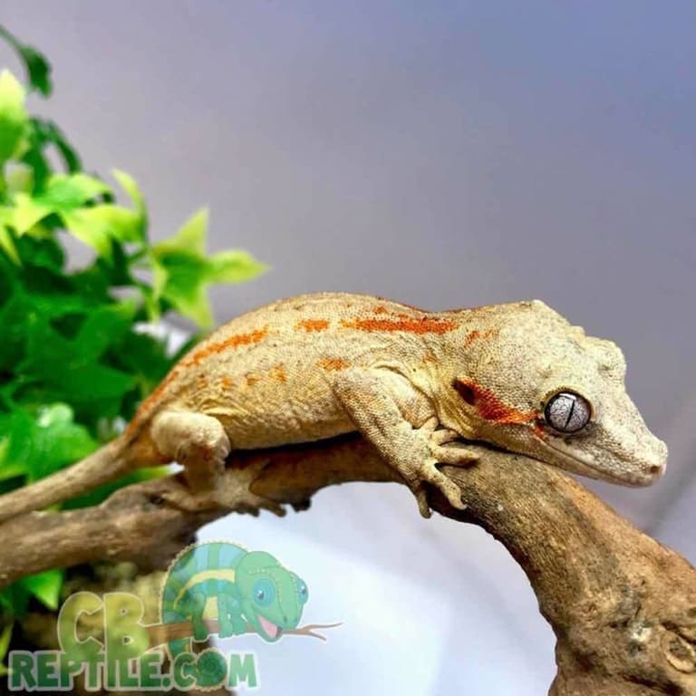 Gargoyle gecko for sale online buy baby gargoyle geckos for sale cheap