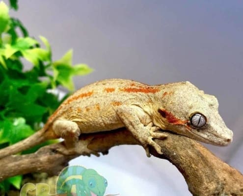 orange stripe gargoyle gecko for sale