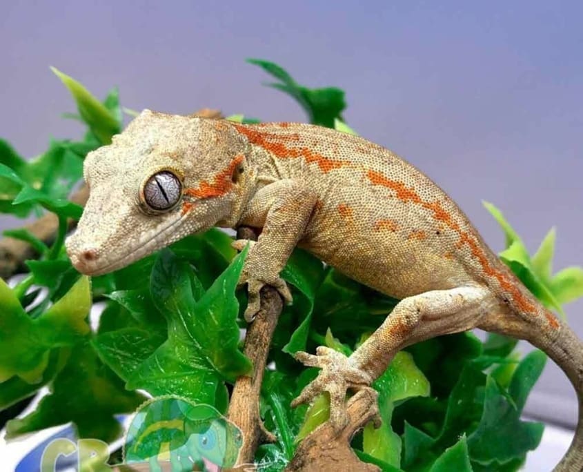 gargoyle geckos for sale