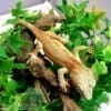 gargoyle gecko for sale